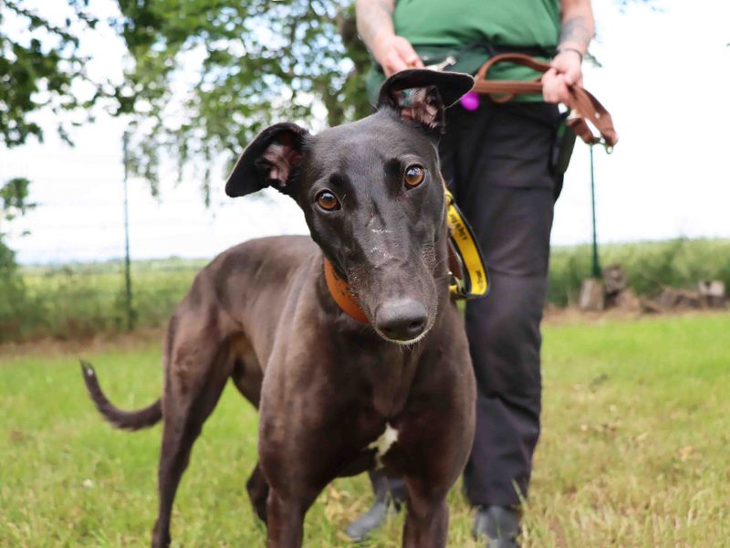Greyhound Dogs And Puppies For Adoption, Rehoming And Rescue In Manchester, Greater Manchester