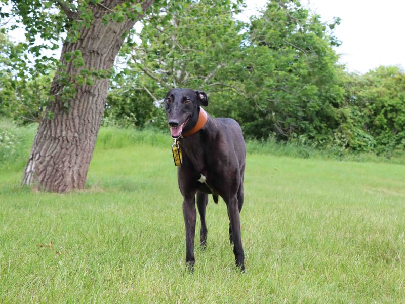 Greyhound for adoption in Sadberge, Co Durham – 3 years old - Image 3 of 3