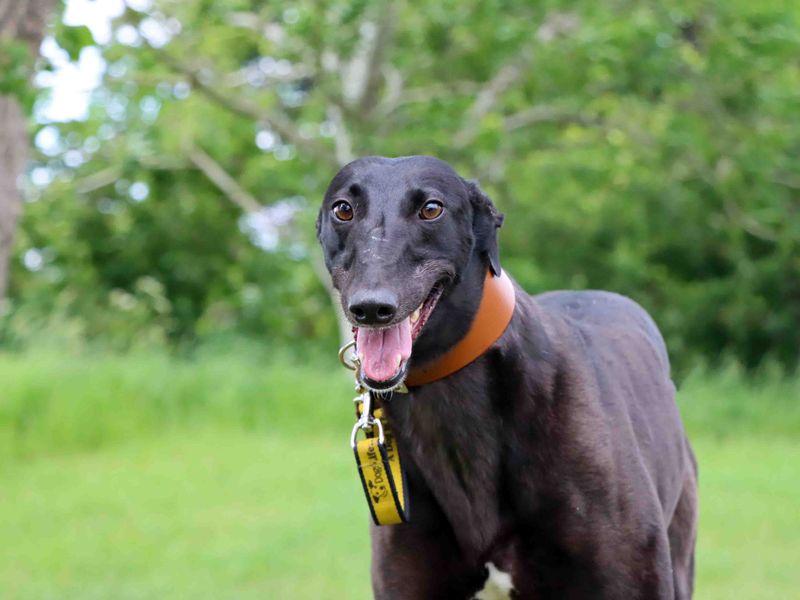 Tallulah for sale in Sadberge, Co Durham | Image 2