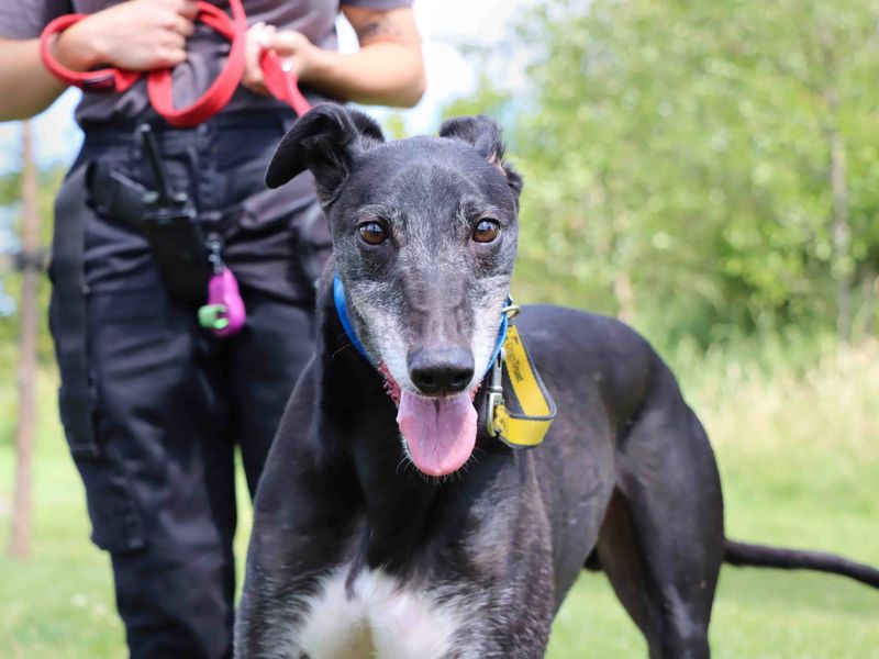 Greyhound for adoption in Sadberge, Co Durham – 6 years old