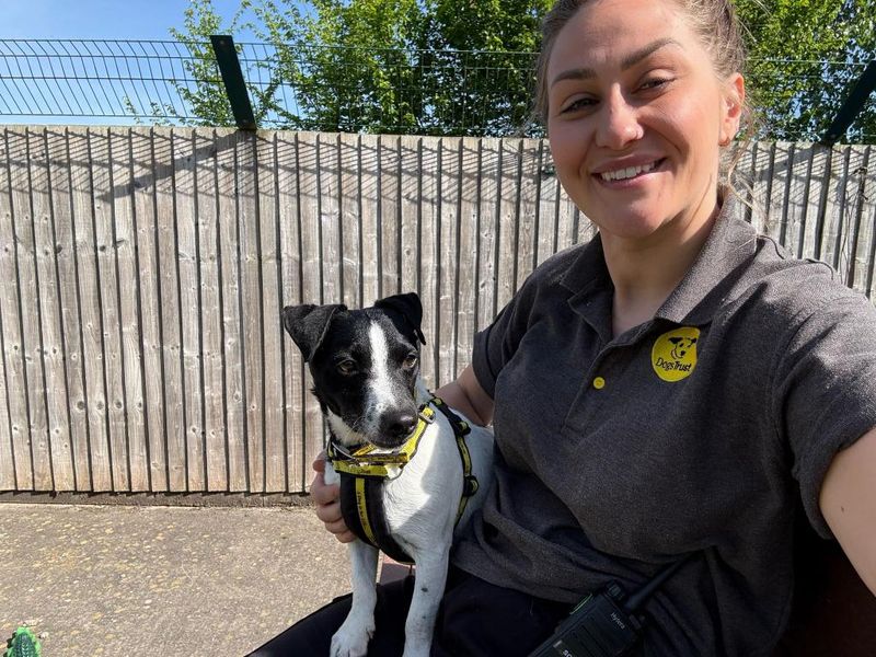Nuno for sale in Telford, Shropshire