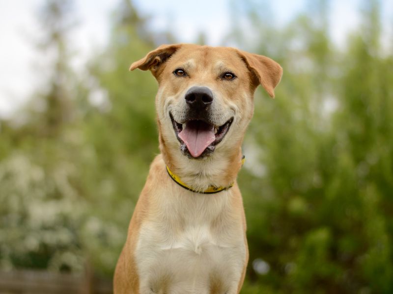 Donny | Crossbreed | Kenilworth (West Midlands) - 1