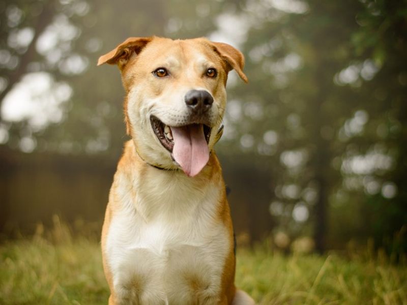 undefined | Crossbreed | undefined - 5