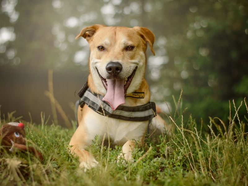 undefined | Crossbreed | undefined - 12