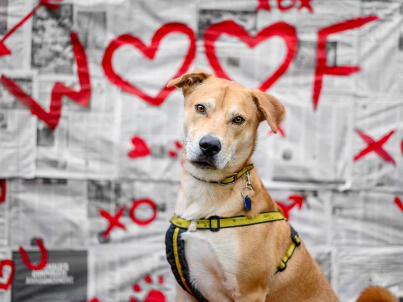 Donny | Crossbreed | Kenilworth (West Midlands) - 8