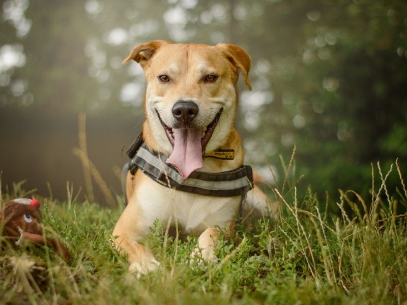 Donny | Crossbreed | Kenilworth (West Midlands) - 13