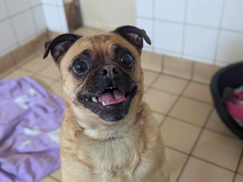 Pixie for sale in Mid Glamorgan, Wales