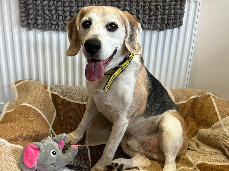 Beagle for adoption in Telford, Shropshire – 11 years old