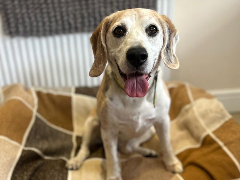 Beagle for adoption in Telford, Shropshire – 11 years old - Image 2 of 2