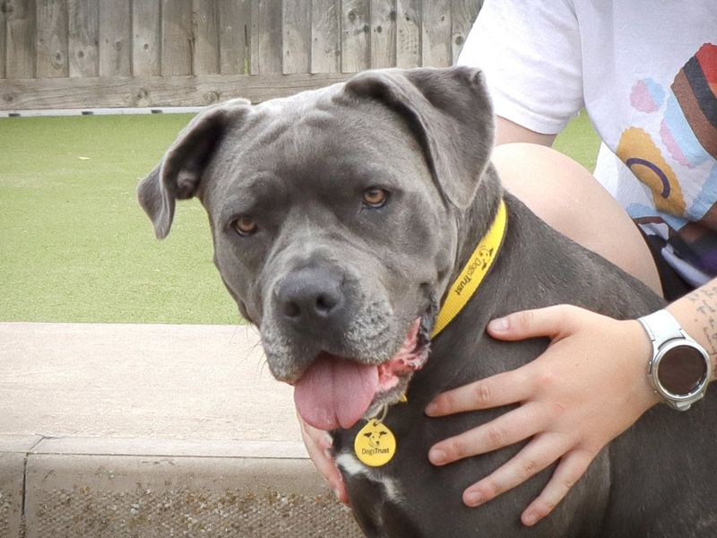 Cane Corso for adoption in Evesham, Worcestershire – 3 years old - Image 3 of 5