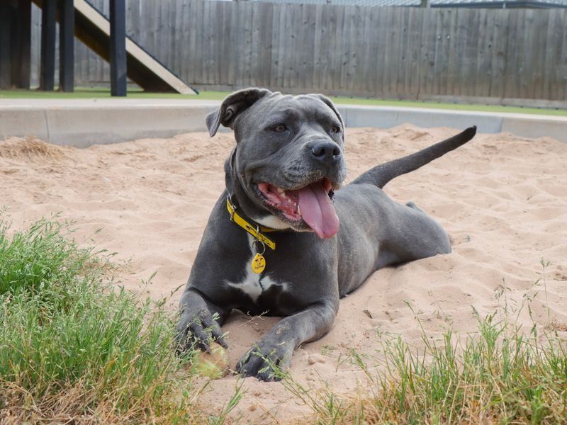 Cane Corso for adoption in Evesham, Worcestershire – 3 years old - Image 5 of 5