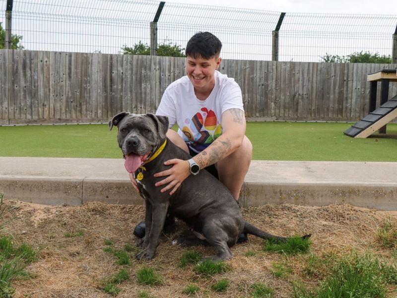 Dior (DeeDee) | Italian Corso Dog Cross | Evesham (Worcestershire) - 1