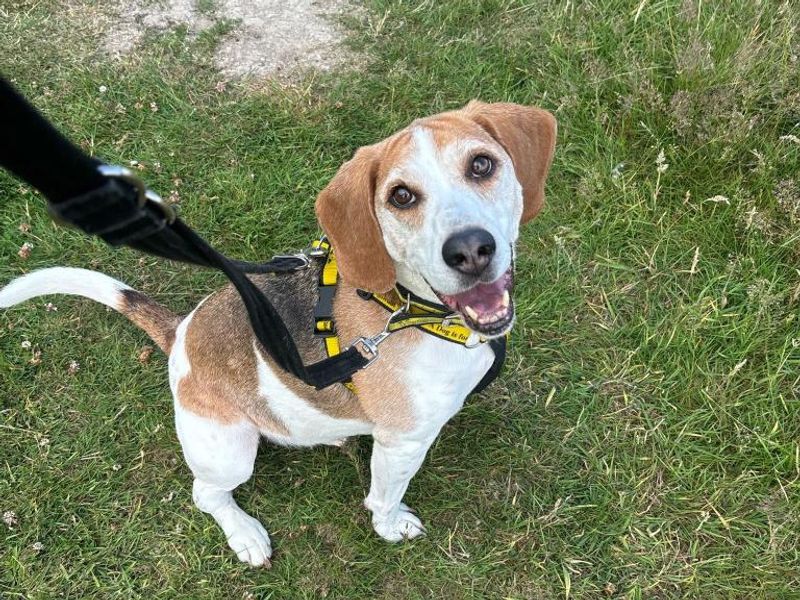 Beagle for adoption in Telford, Shropshire – 10 years old