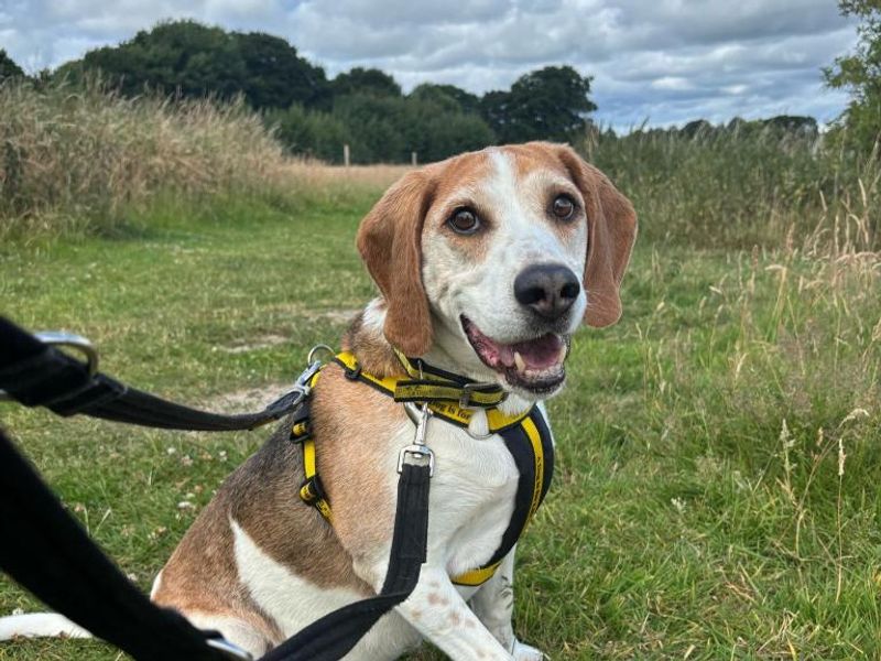 Beagle for adoption in Telford, Shropshire – 10 years old - Image 2 of 2