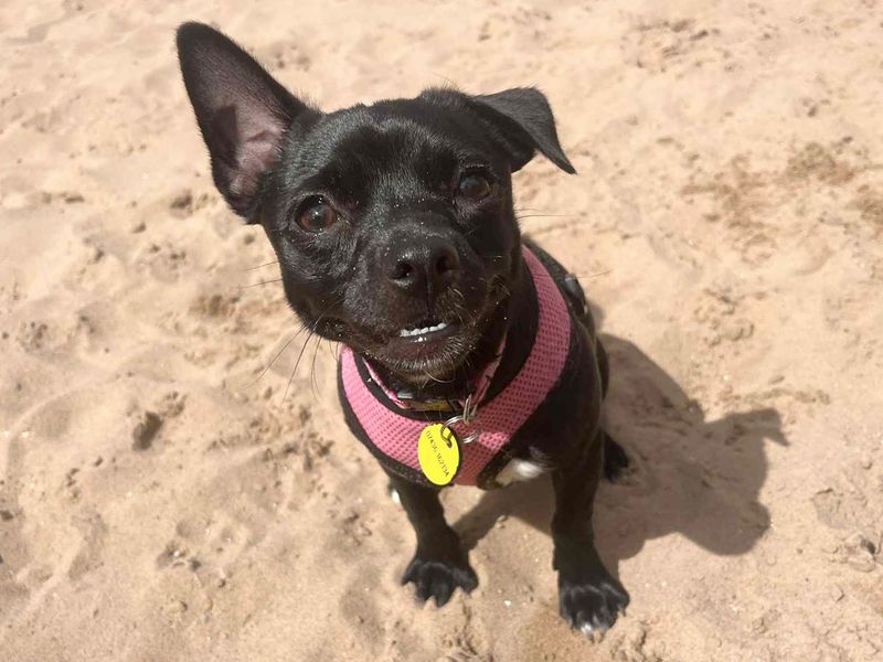 Jack Russell for adoption in Leeds, Yorkshire – 6 months old - Image 2 of 2