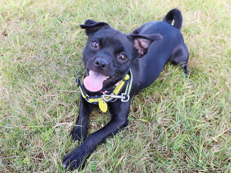 Lilo | Terrier (Jack Russell) Cross | Leeds - 1