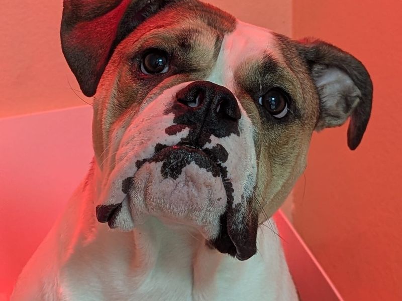 English Bulldog for adoption in Cardiff, Glamorgan – 2 years old - Image 2 of 2