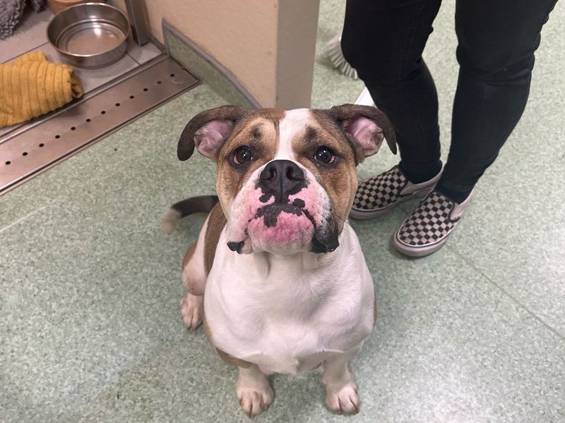 Waitrose | Bulldog | Cardiff - 1