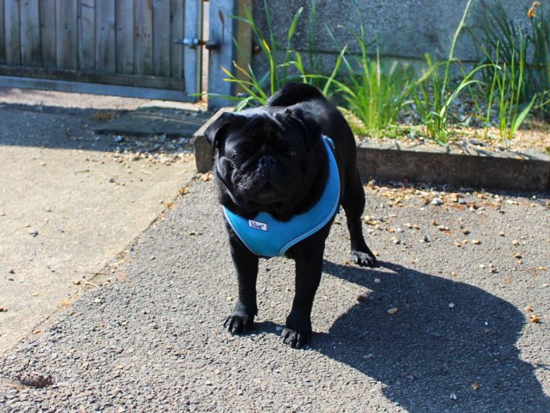 Marley for sale in Newton Tony, Wiltshire | Image 2
