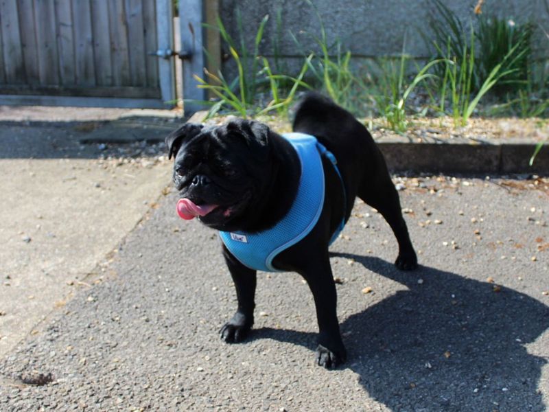Marley for sale in Newton Tony, Wiltshire