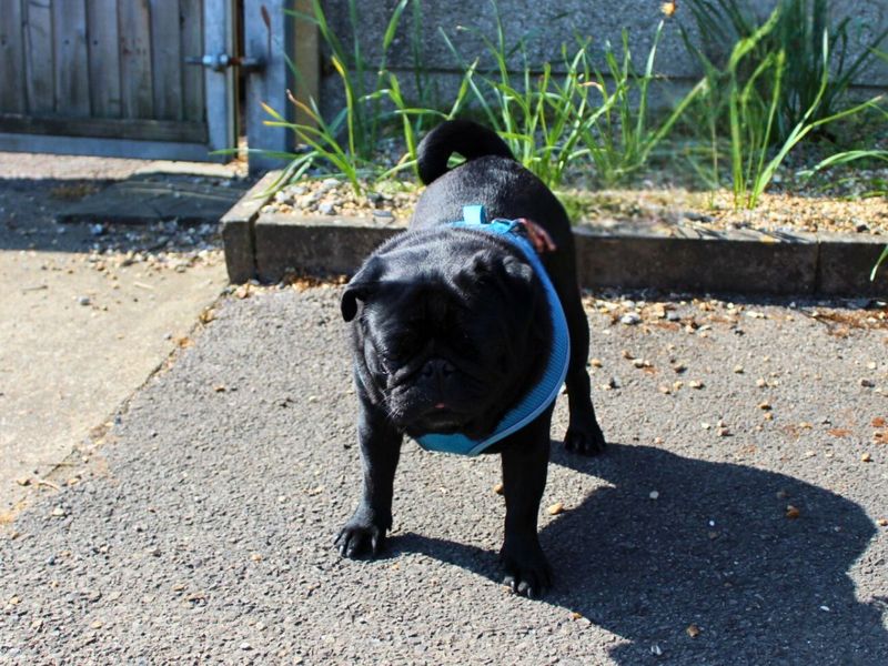 Marley for sale in Newton Tony, Wiltshire | Image 3
