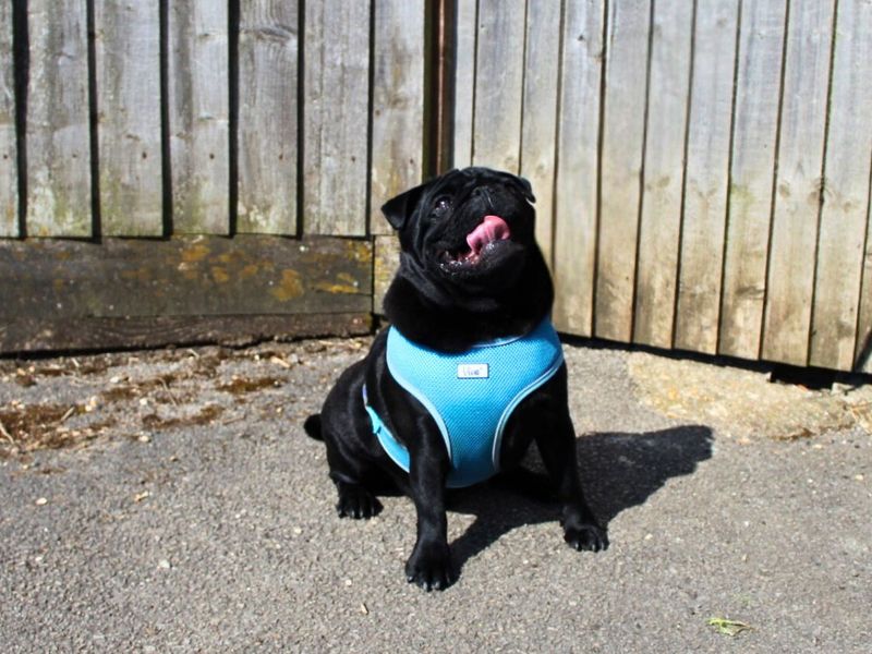 Marley for sale in Newton Tony, Wiltshire - Image 6