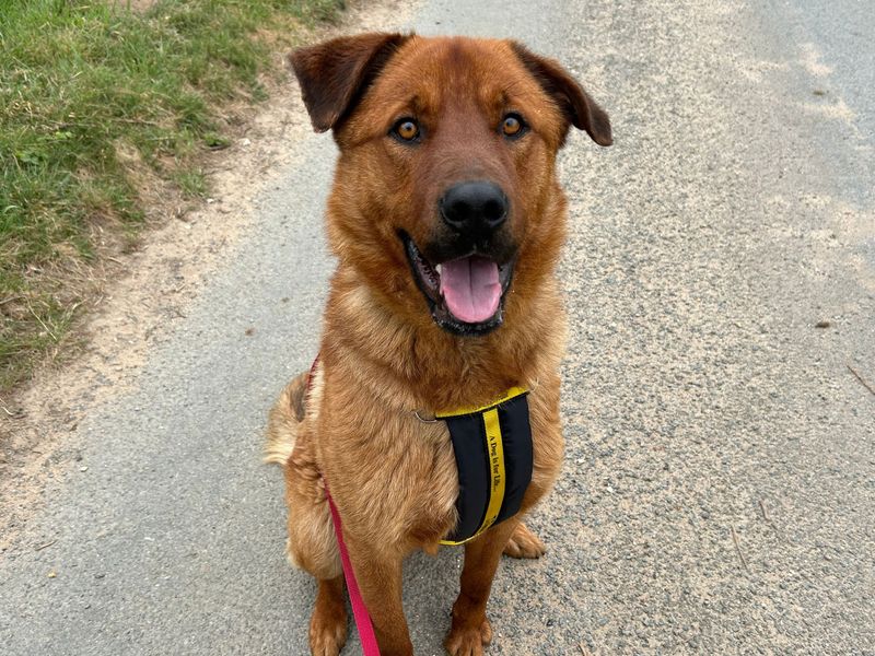 Family Friendly Working Male (Dog) German Shepherd Dogs And Puppies For Adoption, Rehoming And Rescue In Livingston, West Lothian