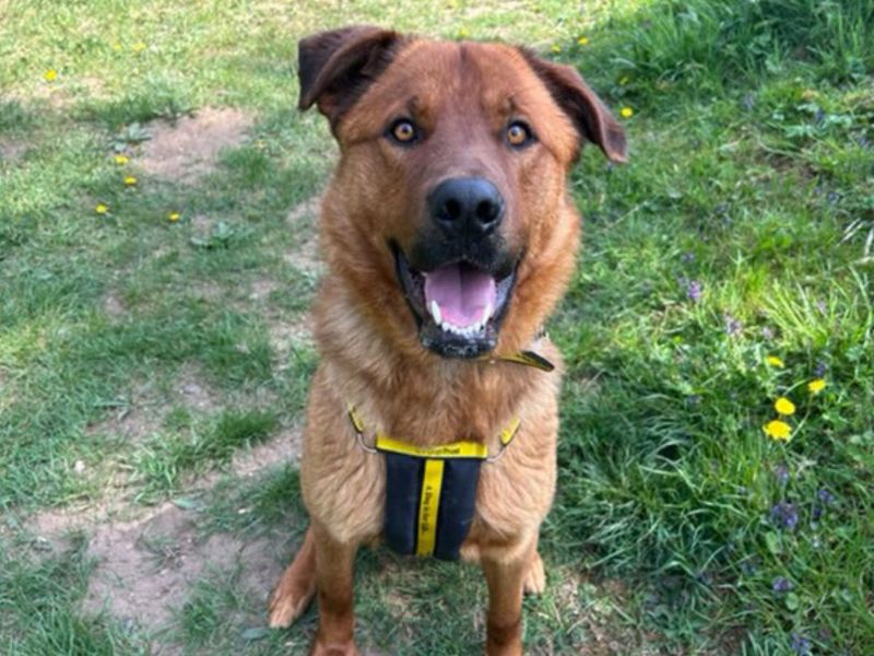 German Shepherd for adoption in Snetterton, Norfolk – 2 years old - Image 2 of 3