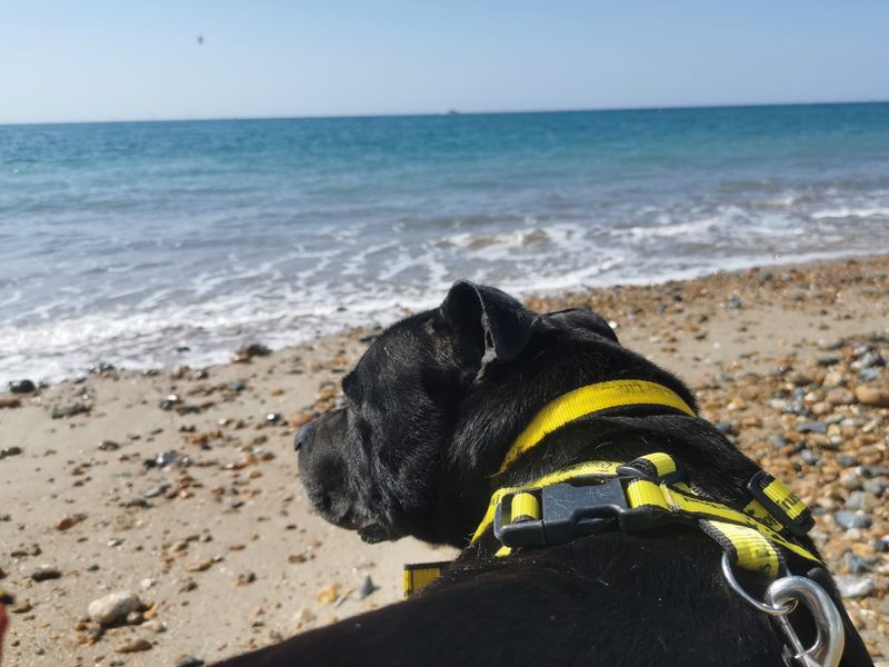 Bernie for sale in Shoreham by Sea, West Sussex | Image 2