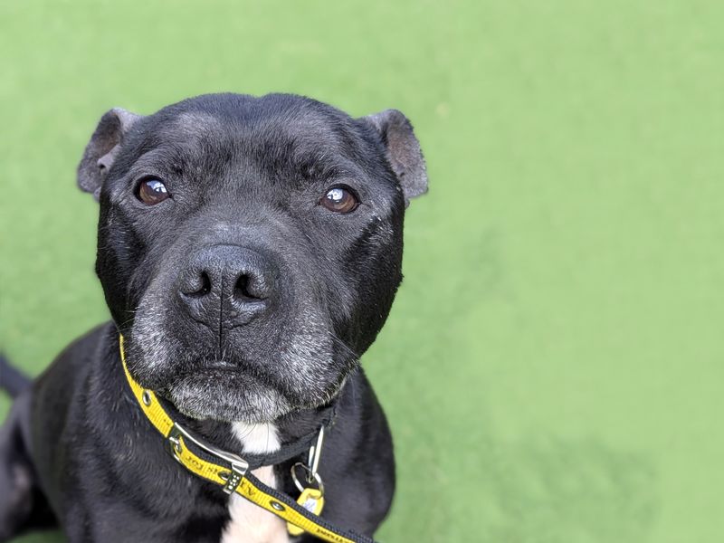 Staffordshire Bull Terrier for adoption in Shoreham by Sea, West Sussex – 9 years old - Image 3 of 4