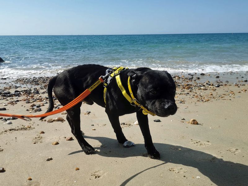 Bernie for sale in Shoreham by Sea, West Sussex | Image 4