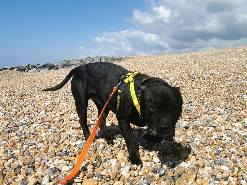 Bernie for sale in Shoreham by Sea, West Sussex