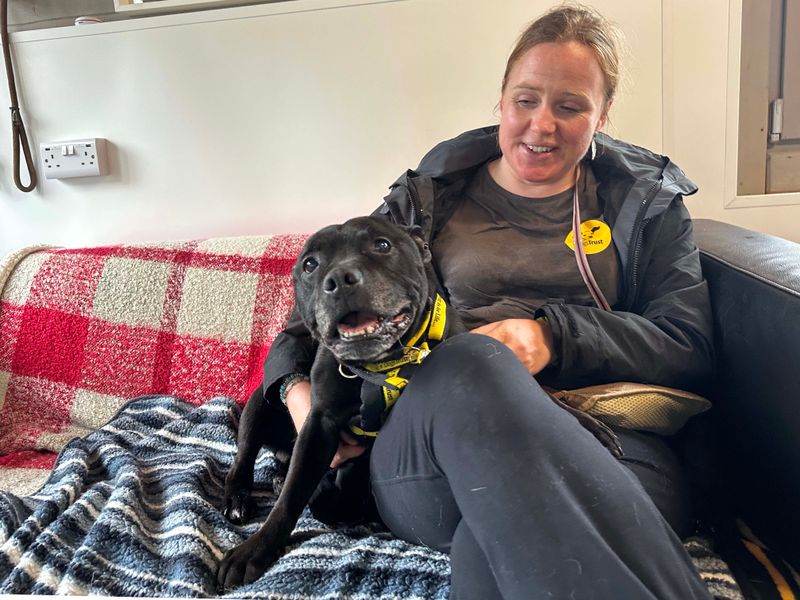 Bernie | Terrier (Staffordshire Bull) | Shoreham (Sussex) - 1