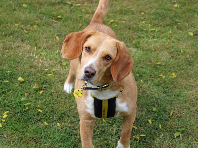 Daisy | Beagle Cross | Merseyside (Liverpool) - 1