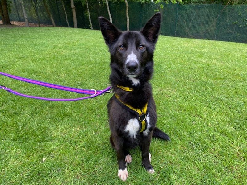 Border Collie for adoption in Liverpool, Merseyside – 1 year old - Image 2 of 3