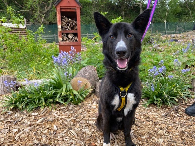 Border Collie for adoption in Liverpool, Merseyside – 1 year old - Image 3 of 3