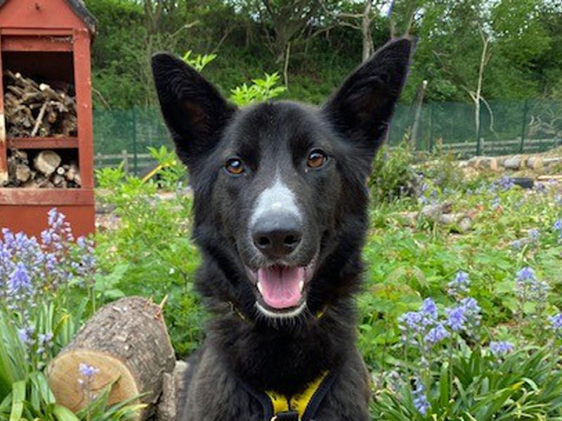 Sonic | Collie (Border) Cross | Merseyside (Liverpool) - 1