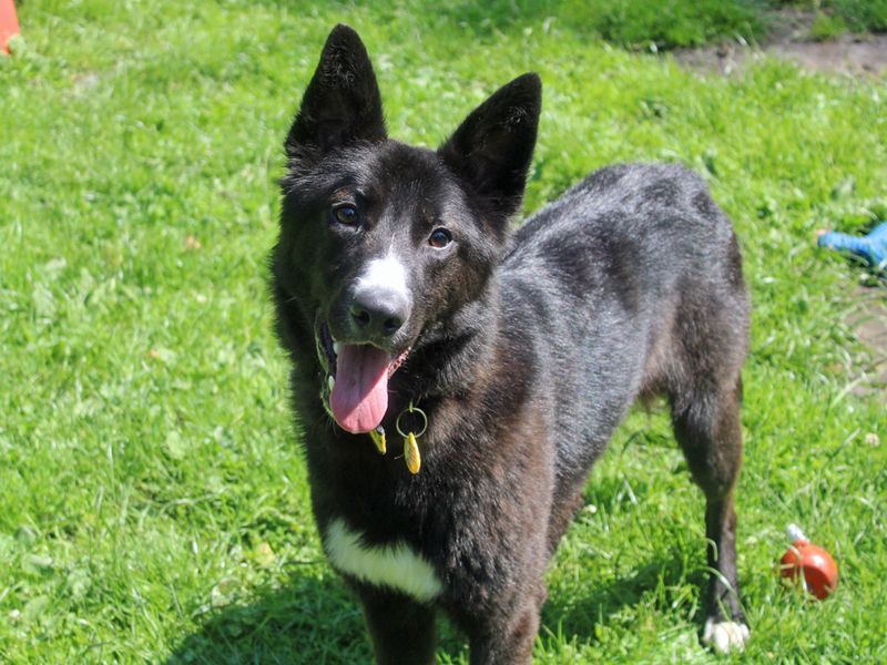Sonic | Collie (Border) Cross | Merseyside (Liverpool) - 1