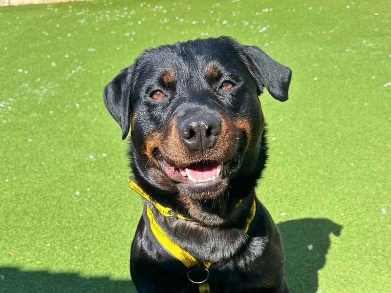 Rottweiler Dogs And Puppies For Adoption