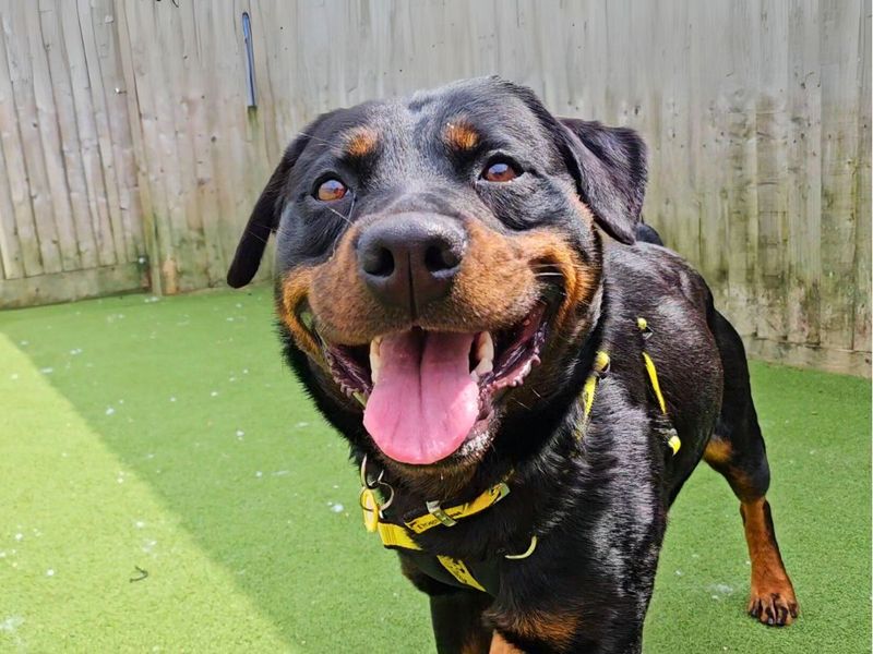 Rottweiler for adoption in Newton Tony, Wiltshire – 2 years old - Image 4 of 5