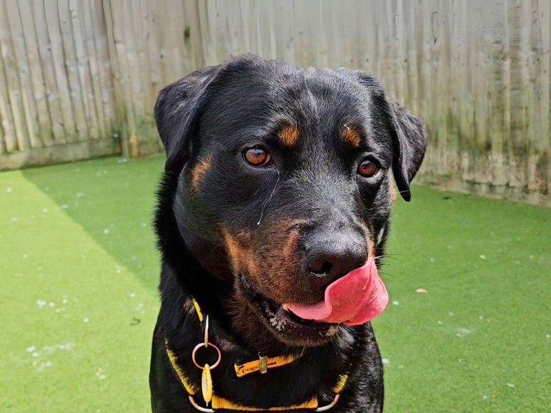 Rottweiler for adoption in Newton Tony, Wiltshire – 2 years old - Image 2 of 5