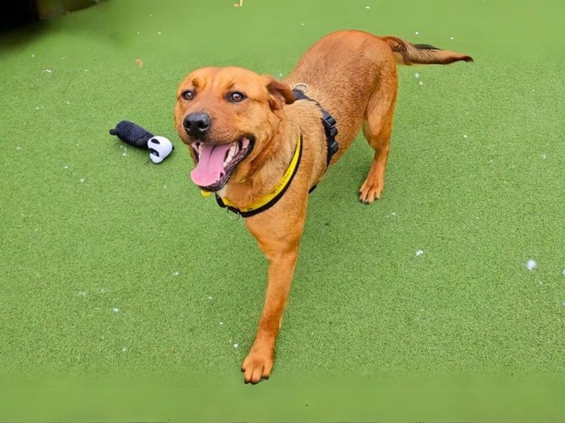 Ella | Retriever (Labrador) Cross | Salisbury (Wiltshire) - 1