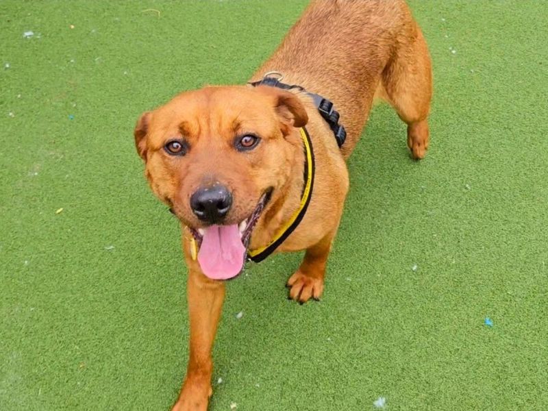 Rottweiler for adoption in Newton Tony, Wiltshire – 1 year old - Image 2 of 2