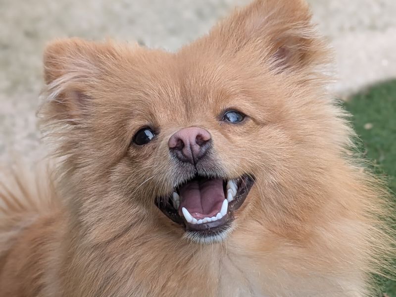 Pomeranian for adoption in Shoreham by Sea, West Sussex – 1 year old - Image 2 of 2