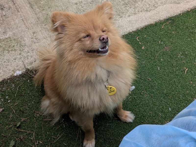 Marigold | Pomeranian | Shoreham (Sussex) - 1