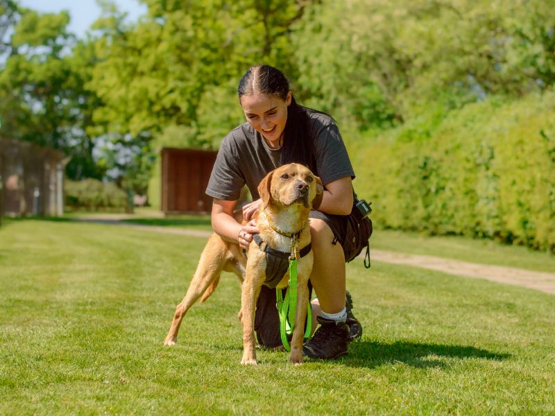 Mosley | Terrier (Staffordshire Bull) Cross | Kenilworth (West Midlands) - 7