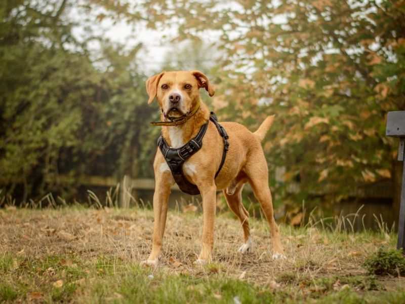 Mosley | Terrier (Staffordshire Bull) Cross | Kenilworth (West Midlands) - 8