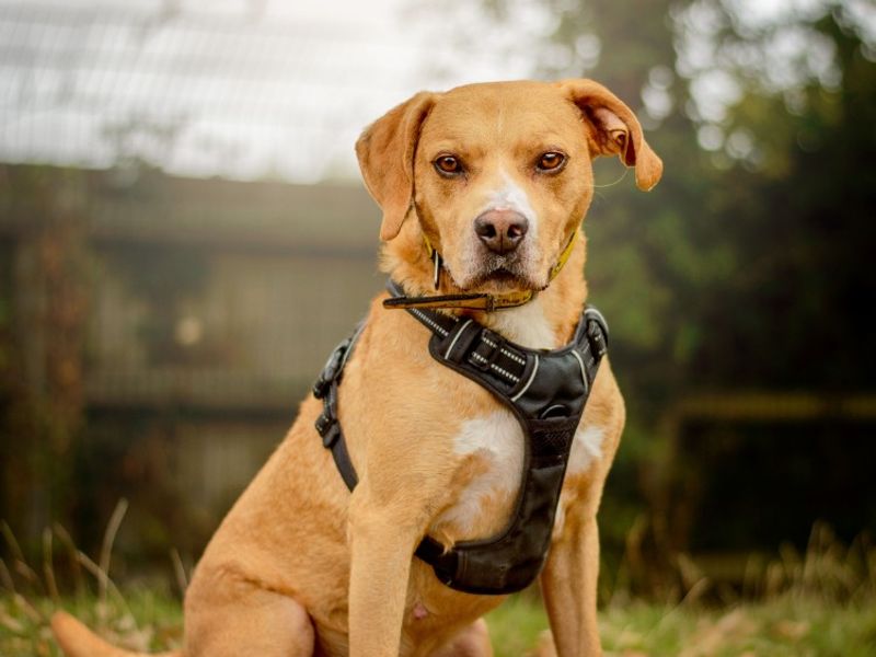 Mosley | Terrier (Staffordshire Bull) Cross | Kenilworth (West Midlands) - 5
