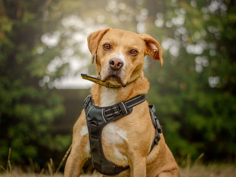 Mosley | Terrier (Staffordshire Bull) Cross | Kenilworth (West Midlands) - 4
