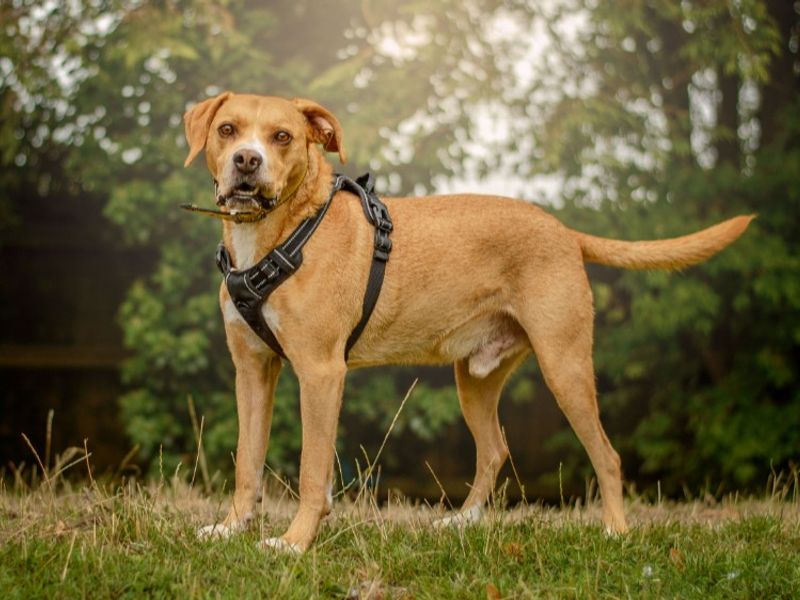 Mosley | Terrier (Staffordshire Bull) Cross | Kenilworth (West Midlands) - 6